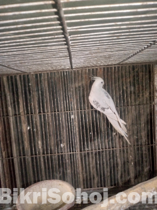 কোকাটেল পাখি
